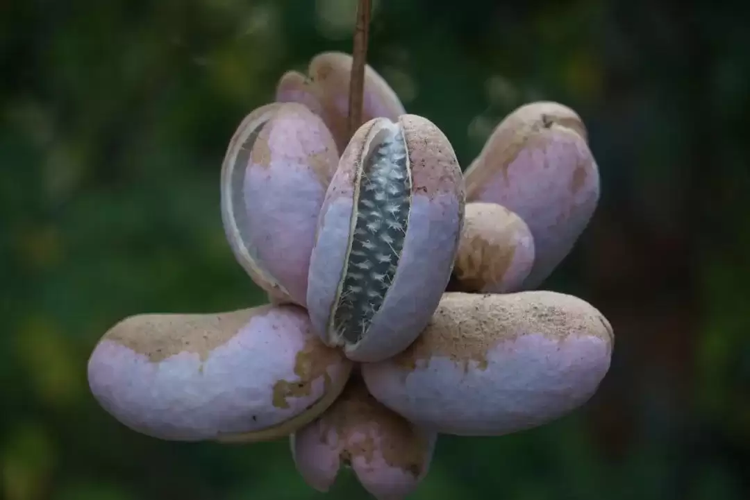 八月里话“八月瓜”：它竟能如此赚钱？插图13