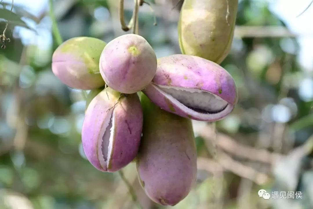 “八月炸”“九月黄”神奇水果在哪里?插图1 “八月炸”“九月黄”神奇水果在哪里?插图1