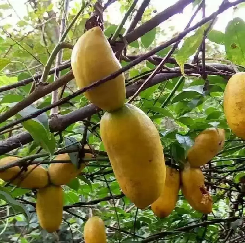 芒果还是野果？农村大山里的“八月炸”竟如此美味！插图1