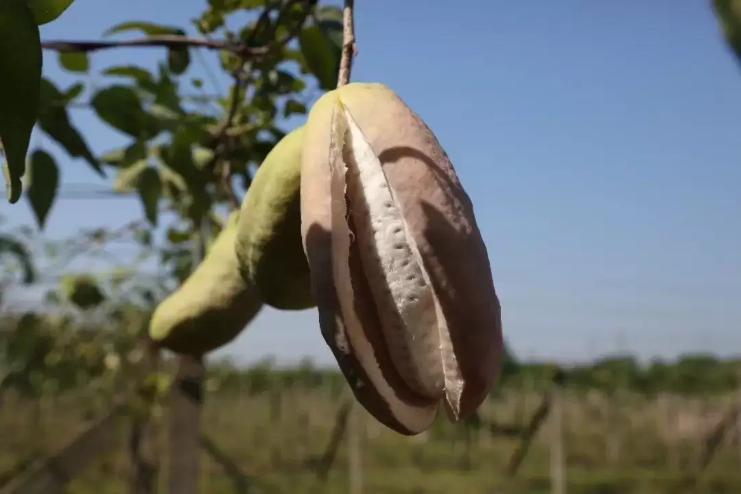 惊现“一碰就炸”的神奇野瓜,你敢挑战味蕾吗?插图2 惊现“一碰就炸”的神奇野瓜,你敢挑战味蕾吗?插图2