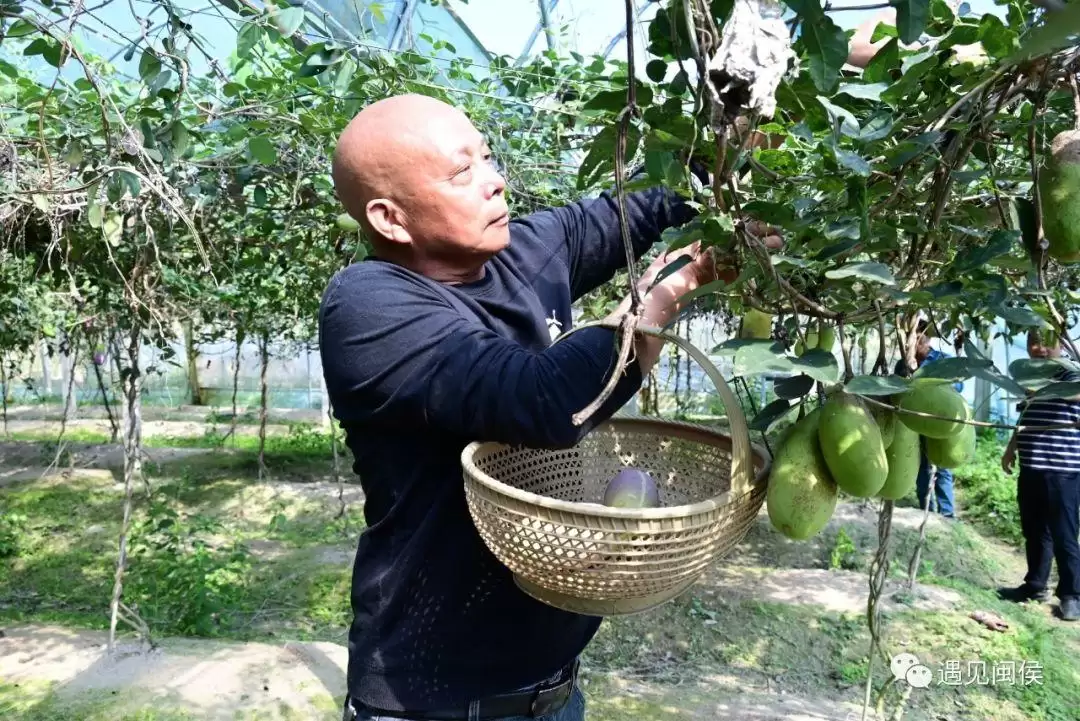 “八月炸”“九月黄”神奇水果在哪里?插图7 “八月炸”“九月黄”神奇水果在哪里?插图7