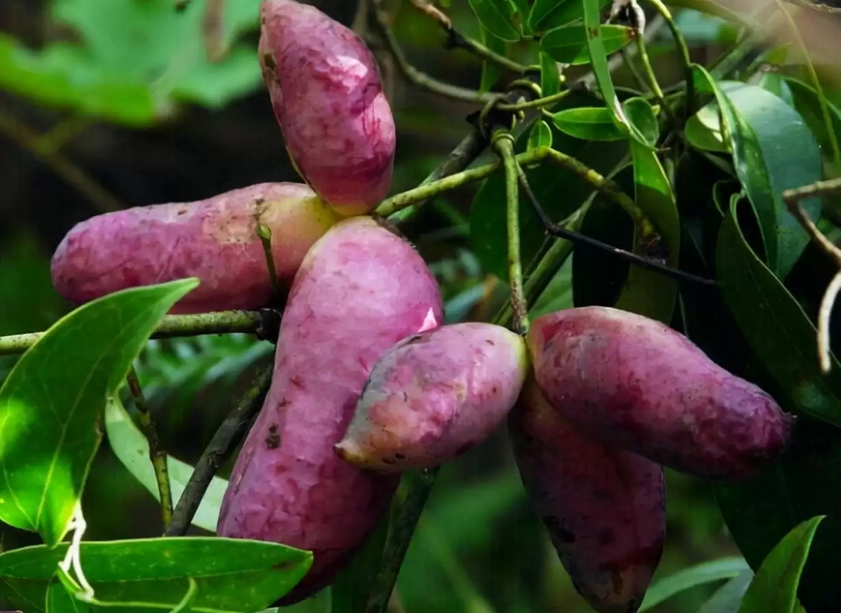 香蕉还是“八月炸”？这款野果让你重新定义水果的味道！插图2