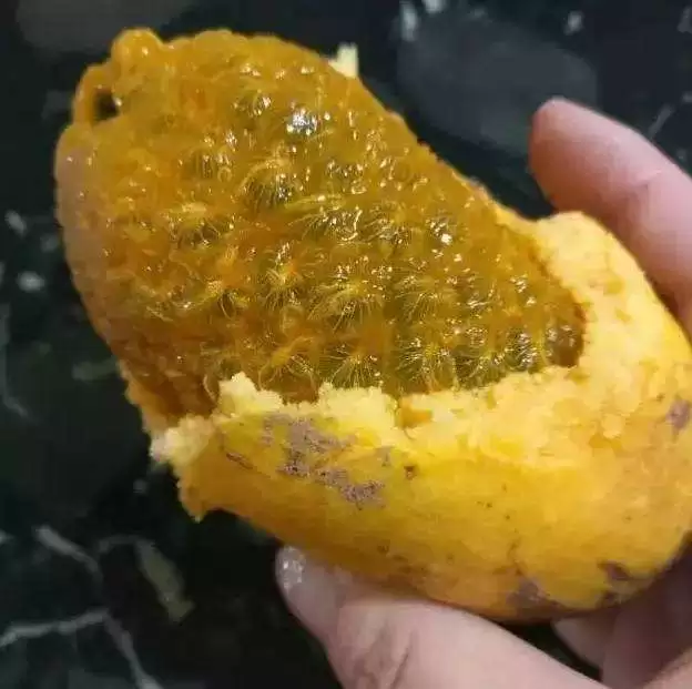 罕见野果“九月黄”再现，外形诱人价值高，错过等一年！插图4