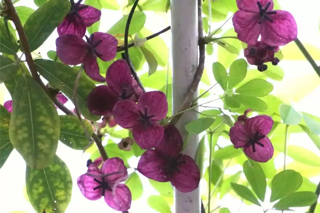 八月里话“八月瓜”：它竟能如此赚钱？插图25