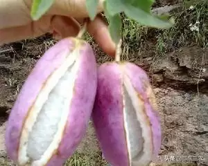 炸裂味蕾!农村大山深处的神秘野果“八月炸”,你敢尝吗?-会东网