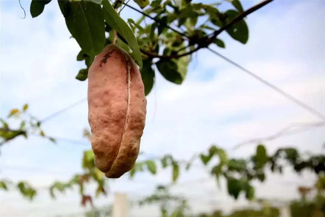 炸裂上市!这浑身是宝的水果你怎能错过?-会东网