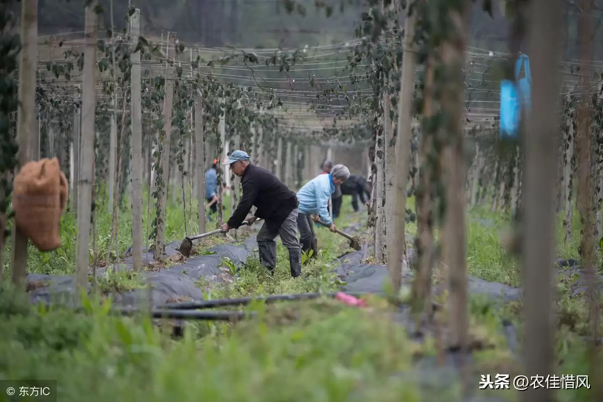 揭秘！亩产3000斤、亩收入8万的八月炸怎么种？插图1