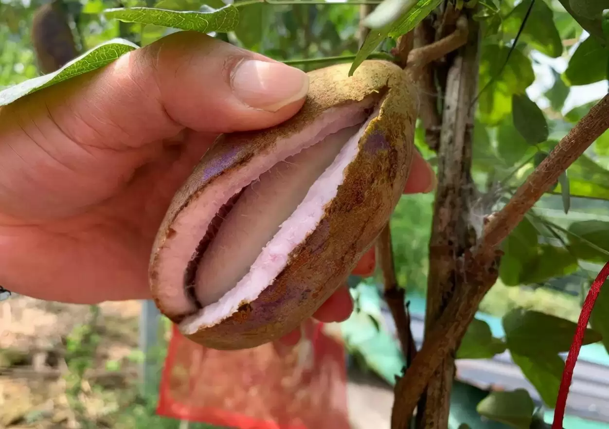 香蕉还是“八月炸”？这款野果让你重新定义水果的味道！插图5