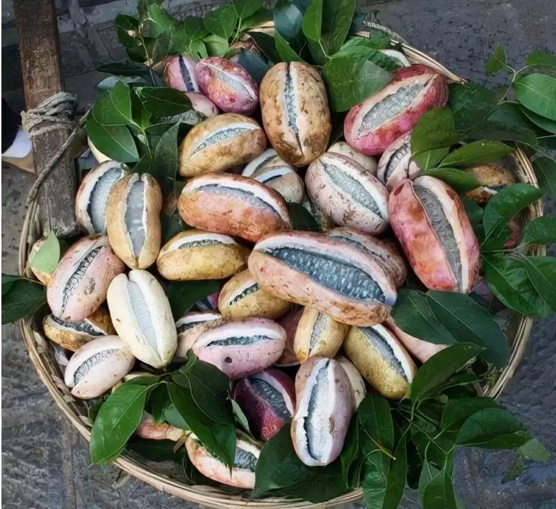 香蕉还是“八月炸”?这款野果让你重新定义水果的味道!-会东网