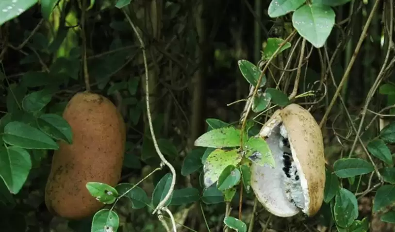 “八月炸”为何炸裂？农村野果背后的秘密大公开！插图2