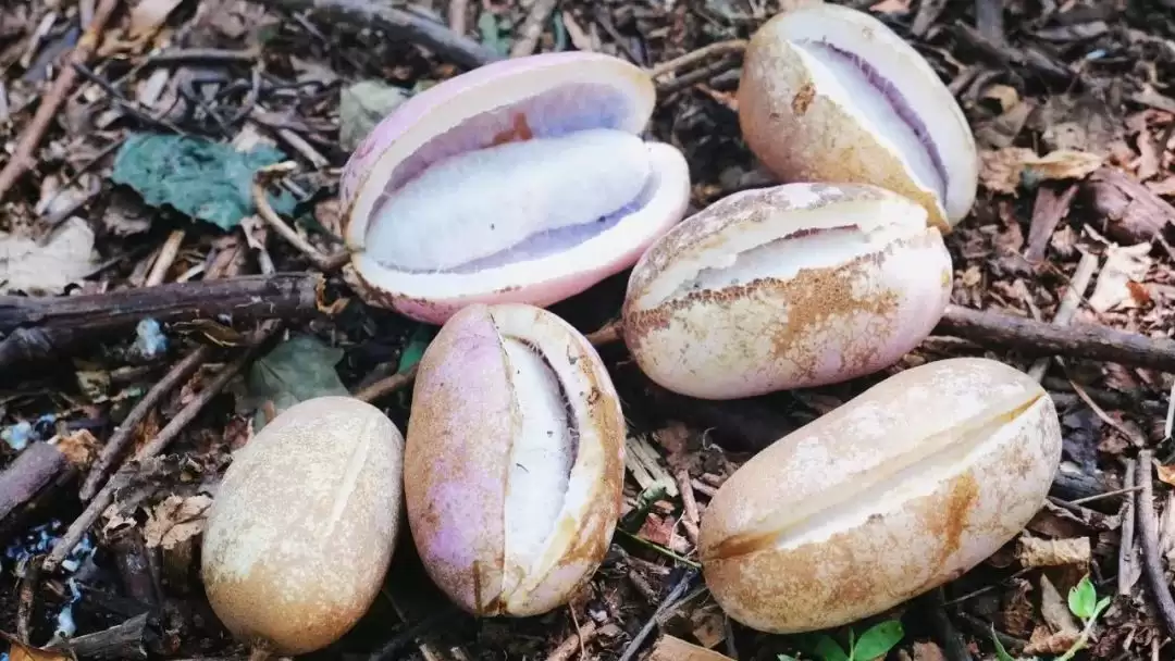 八月里话“八月瓜”:它竟能如此赚钱?-会东网