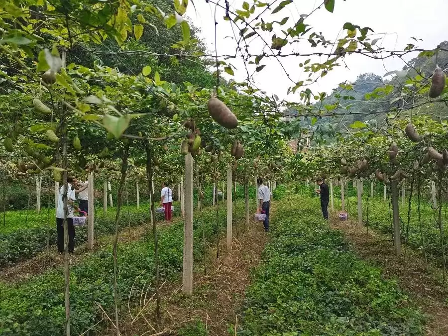 昭通彝良丰收节盛况!八月瓜喜获丰收,农民笑开颜!插图1 昭通彝良丰收节盛况!八月瓜喜获丰收,农民笑开颜!插图1