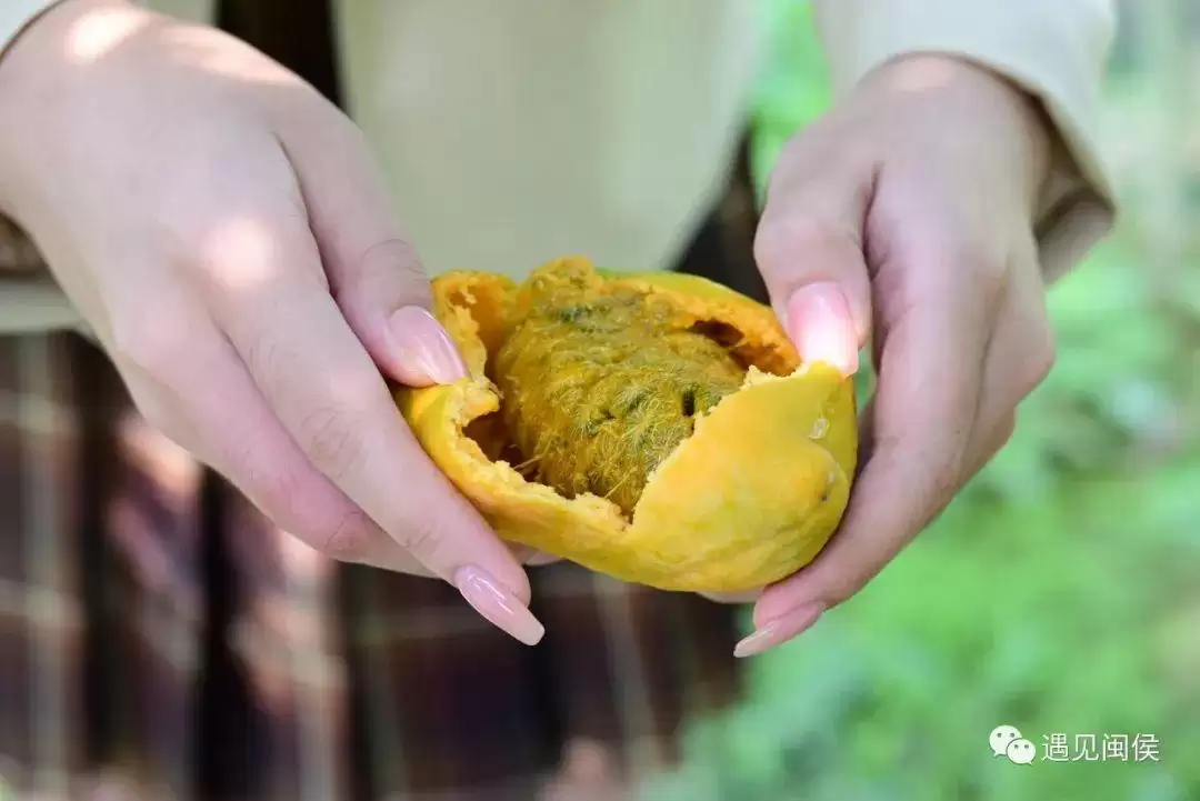 “八月炸”“九月黄”神奇水果在哪里?插图4 “八月炸”“九月黄”神奇水果在哪里?插图4