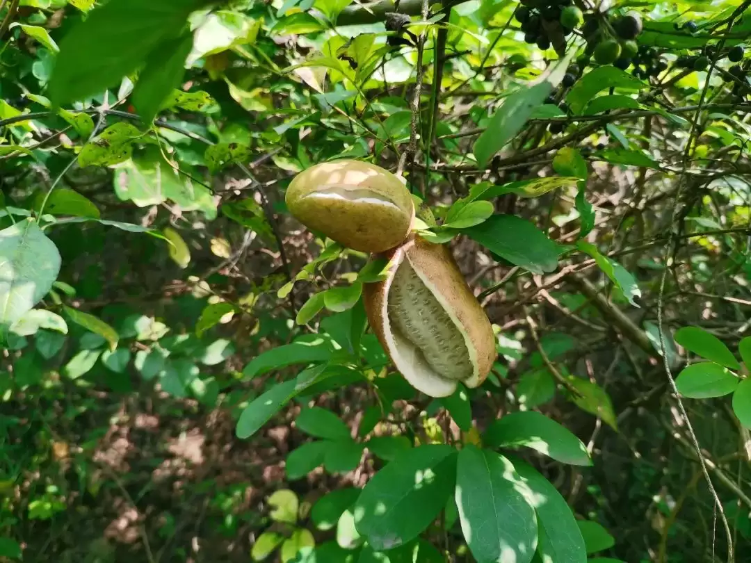 八月里话“八月瓜”：它竟能如此赚钱？插图3