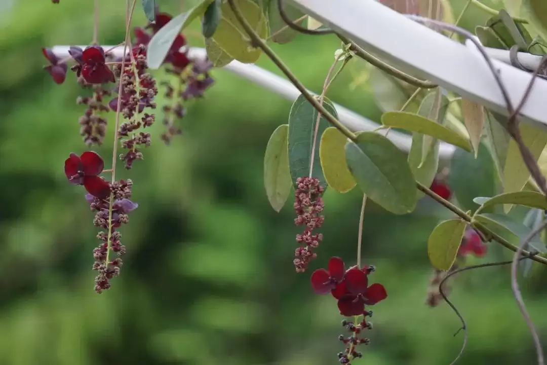 八月里话“八月瓜”：它竟能如此赚钱？插图24