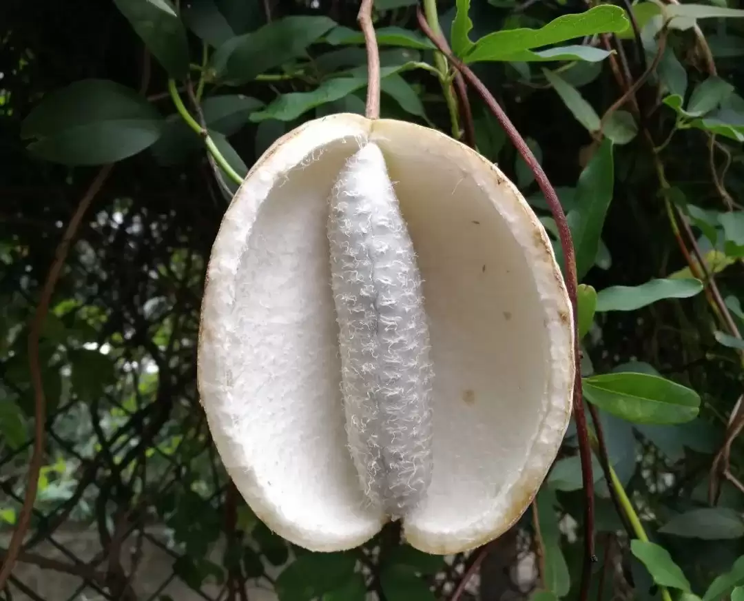 八月里话“八月瓜”：它竟能如此赚钱？插图19