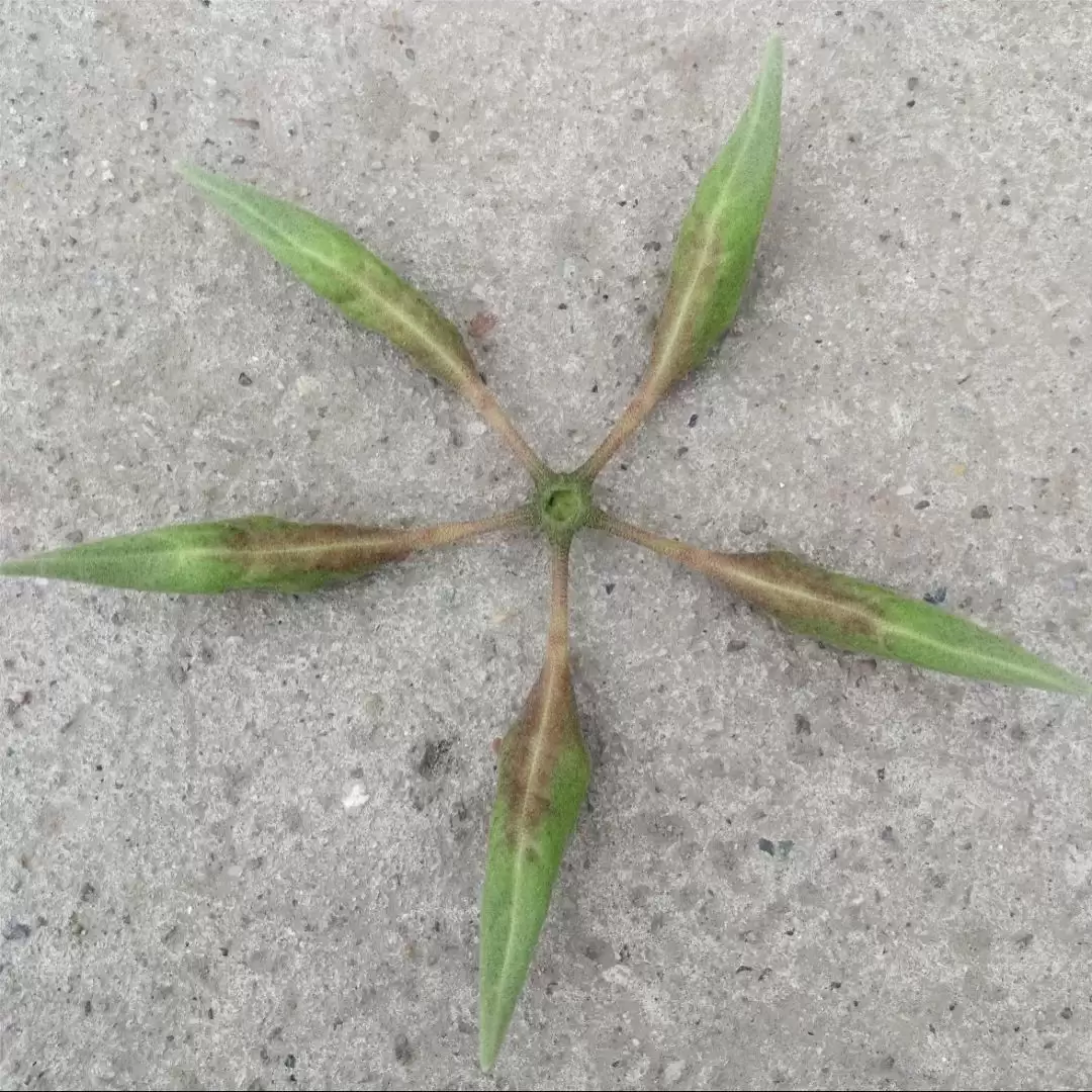 八月里话“八月瓜”：它竟能如此赚钱？插图21