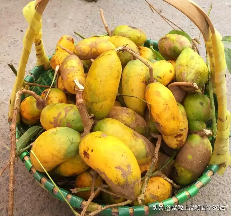 芒果还是野果？“九月黄”全身是宝，你知多少？插图3
