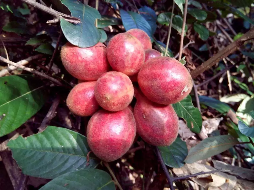 罕见野果“九月黄”再现,外形诱人价值高,错过等一年!-会东网