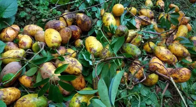 芒果还是野果？农村大山里的“八月炸”竟如此美味！插图3