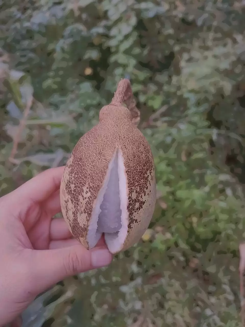 强肾果？八月瓜？揭秘这神奇野果的惊人功效！插图1