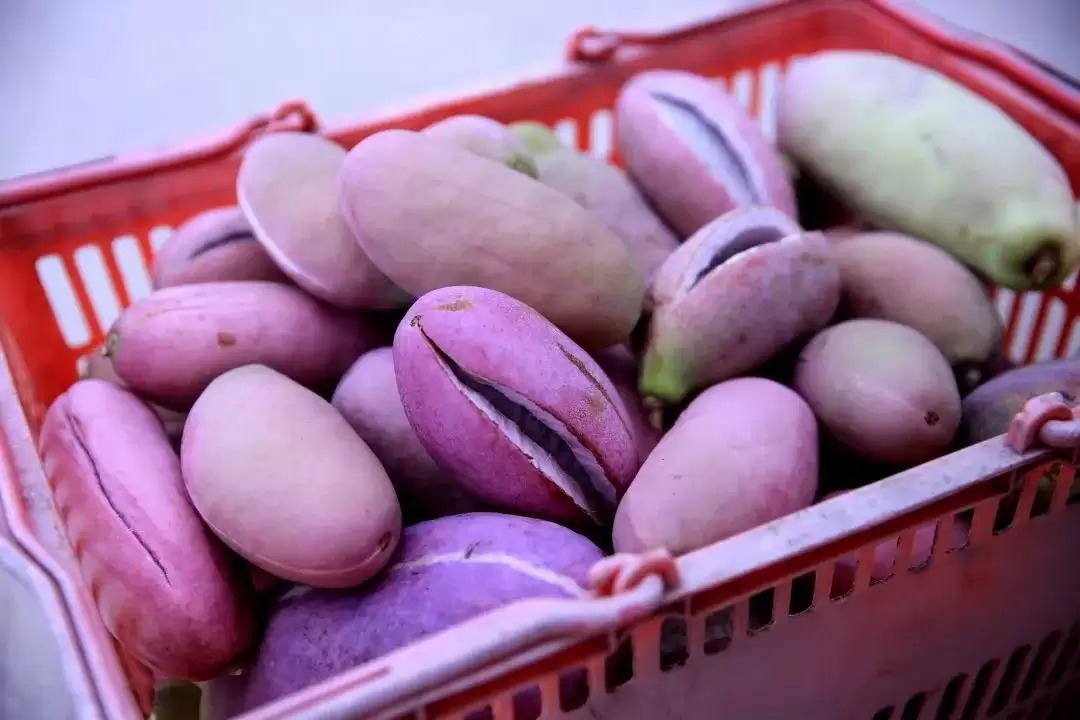 “黑老虎”“九月黄”……八月瓜的“朋友圈”扩容啦!插图4 “黑老虎”“九月黄”……八月瓜的“朋友圈”扩容啦!插图4