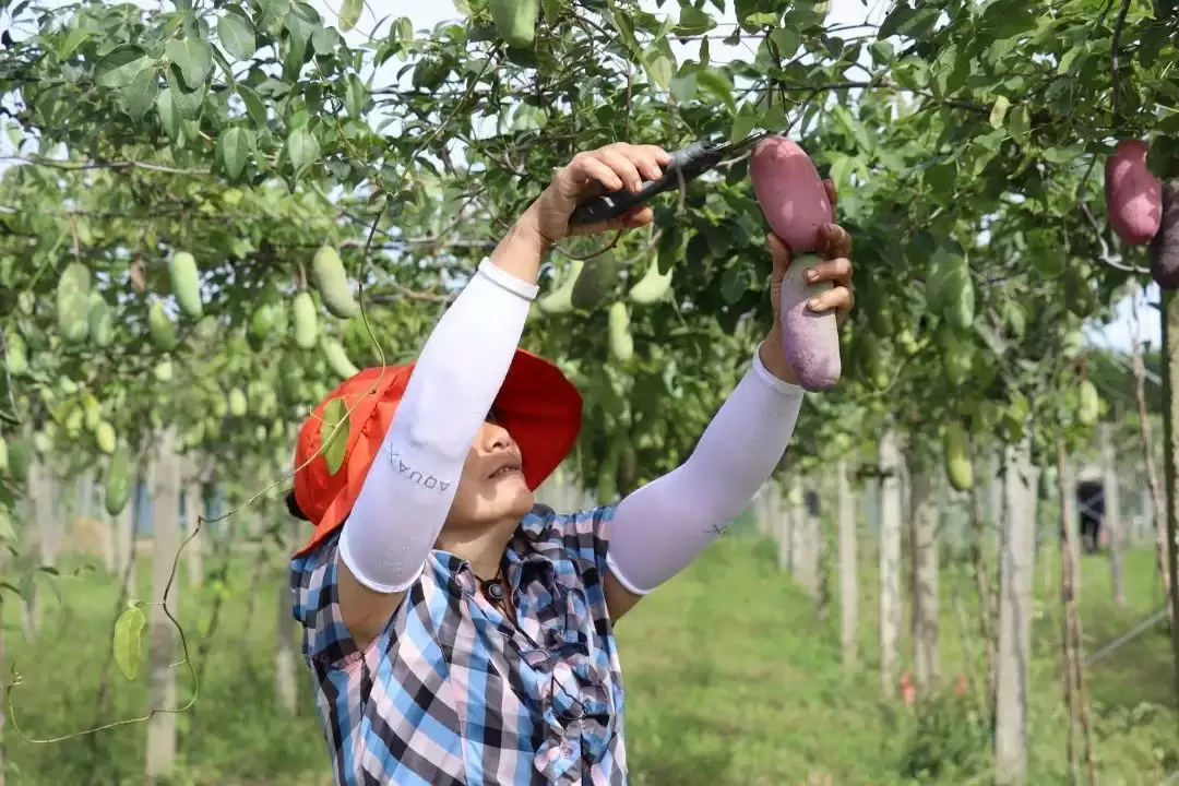 “黑老虎”“九月黄”……八月瓜的“朋友圈”扩容啦!-会东网