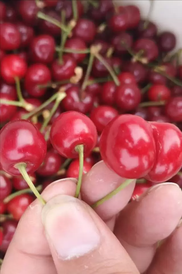 会东网三农：水果价格跳水，榴莲西瓜大降价插图1