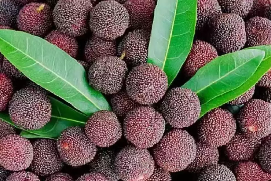 会东网三农：水果价格跳水，榴莲西瓜大降价插图8