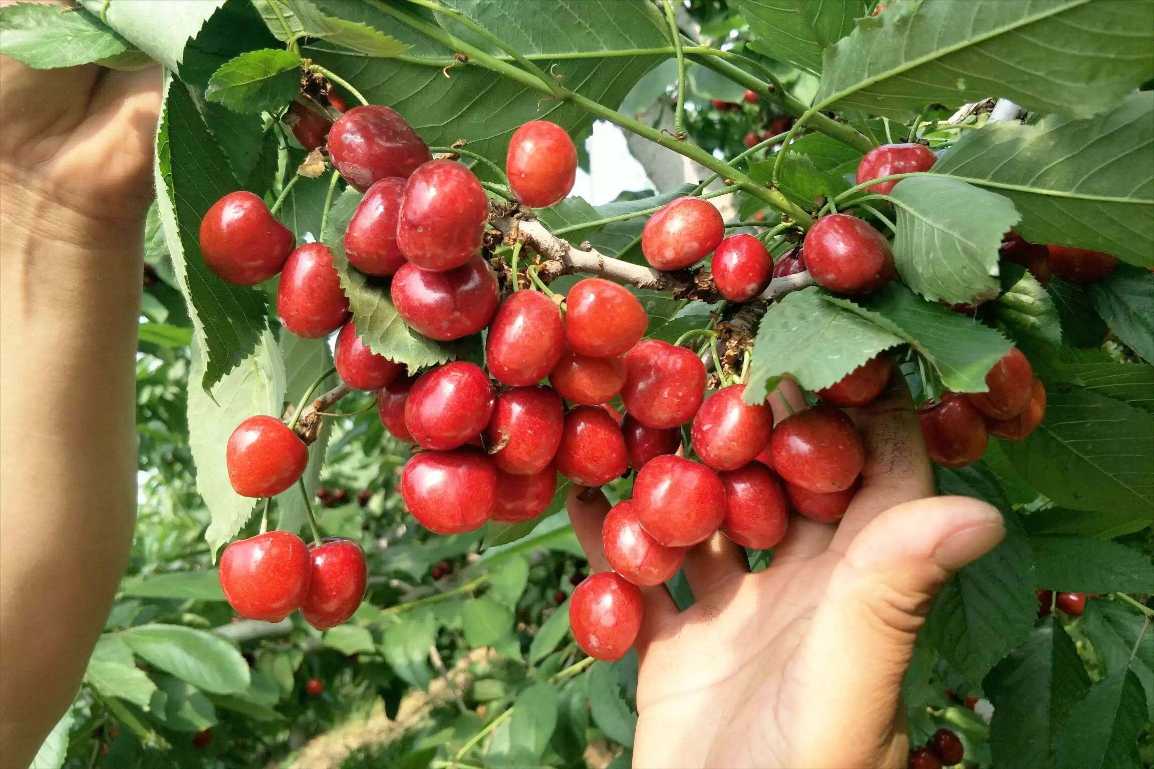 会东网三农：国产大樱桃的“凶猛”之处插图1