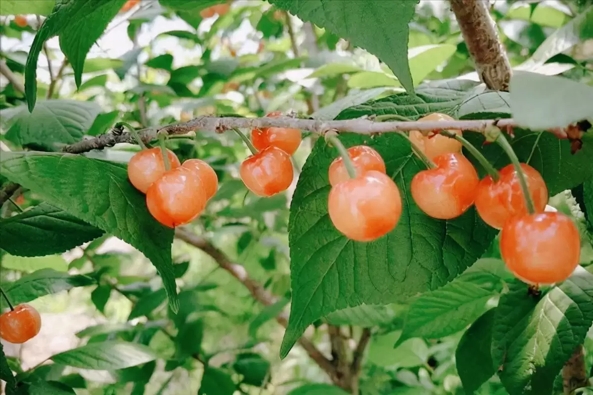 会东网三农：国产大樱桃的“凶猛”之处插图2