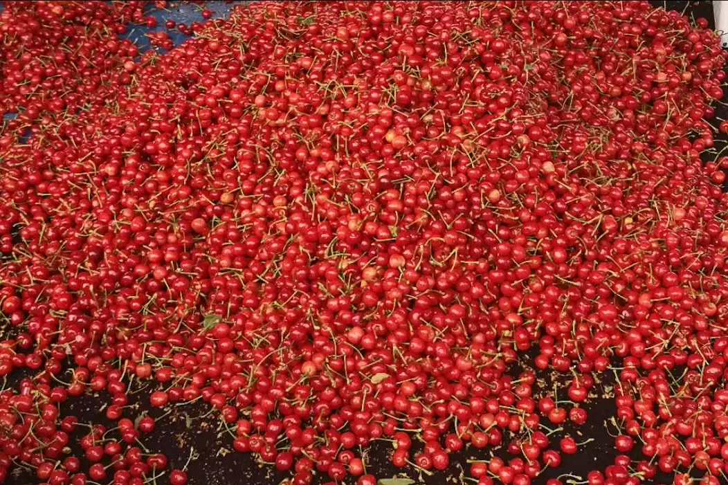 会东网三农：国产大樱桃的“凶猛”之处插图3
