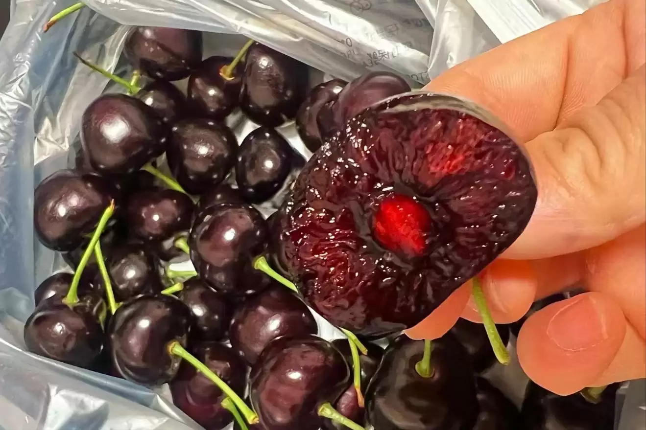 会东网三农：国产大樱桃的“凶猛”之处插图7