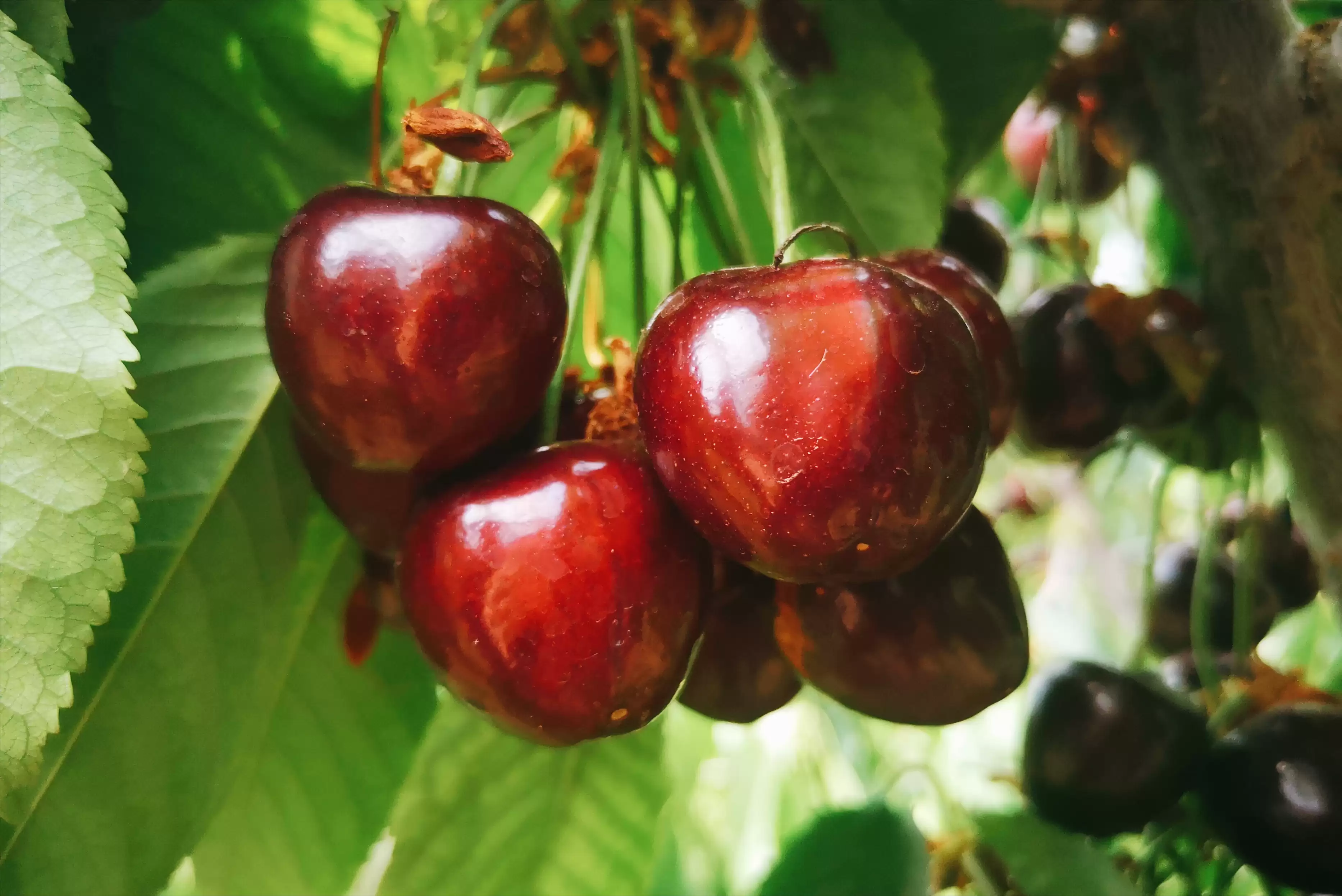 会东网三农：国产大樱桃的“凶猛”之处插图4