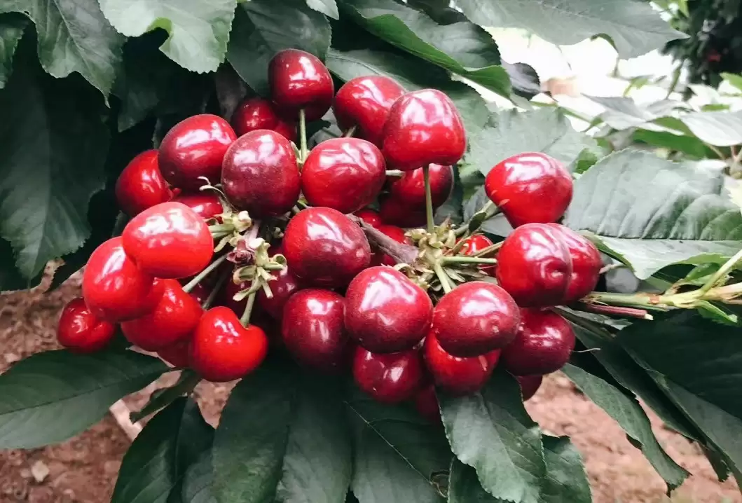 会东网三农：国产大樱桃的“凶猛”之处插图11