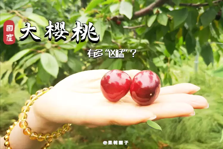 会东网三农:国产大樱桃的“凶猛”之处-会东网