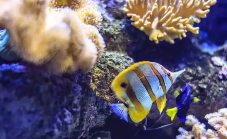 会东网：永兴岛有多少人（永兴岛住了多少人）插图12