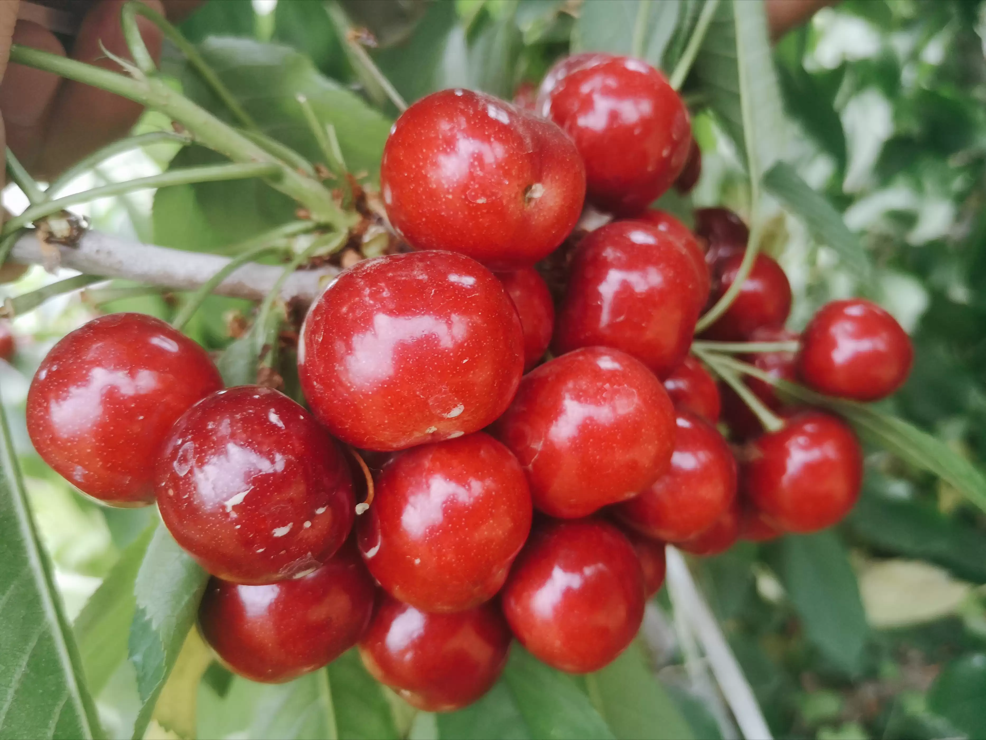 会东网三农：国产大樱桃的“凶猛”之处插图5