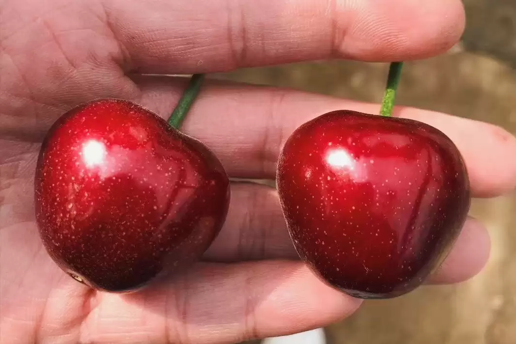 会东网三农：国产大樱桃的“凶猛”之处插图6