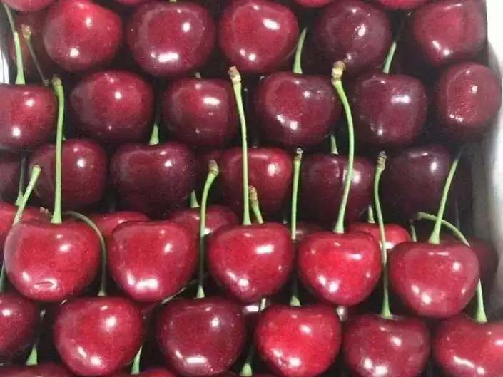 会东网三农：大连樱桃品种推荐，红灯非首选插图6