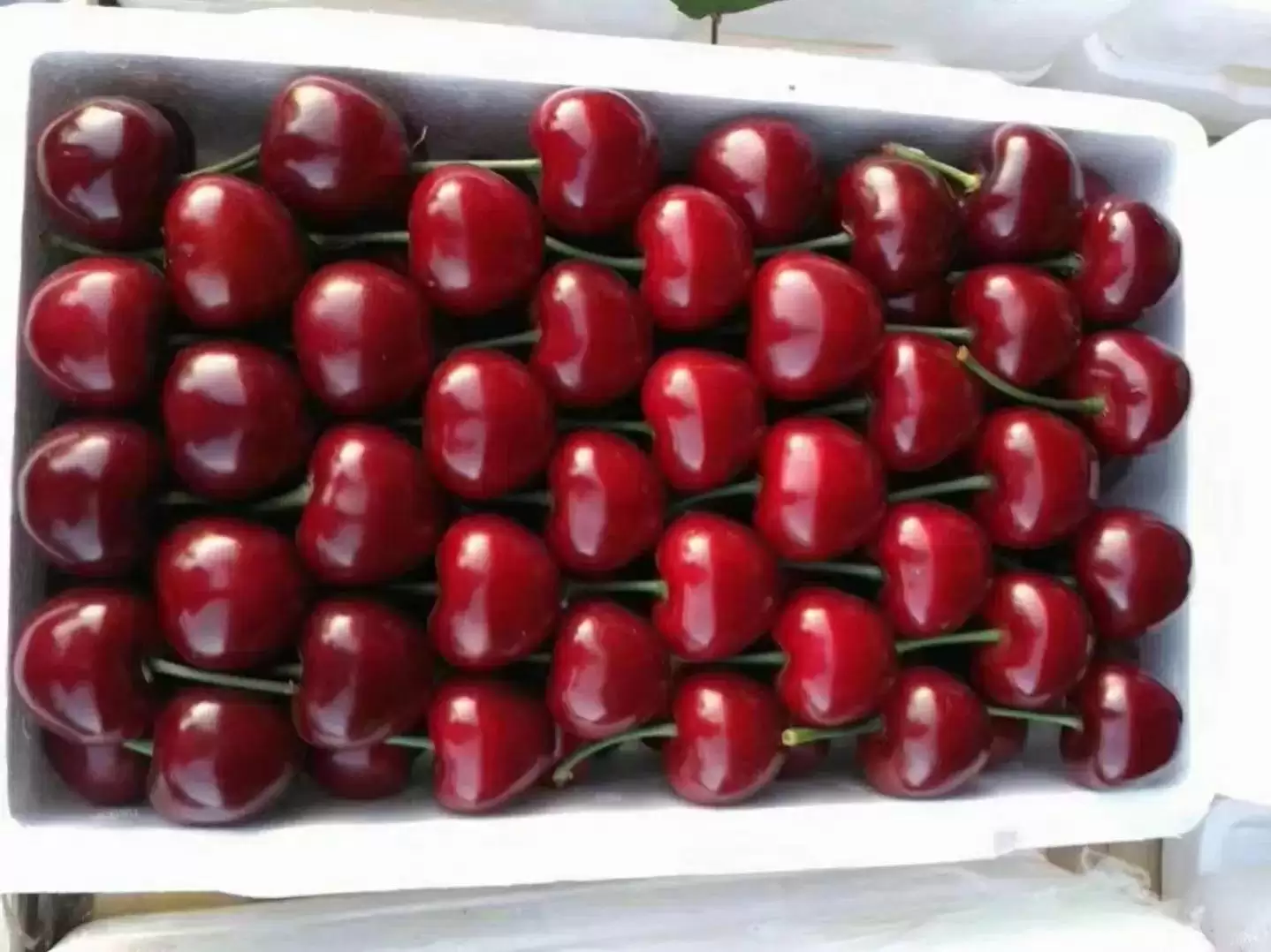 会东网三农：大连樱桃品种推荐，红灯非首选插图7