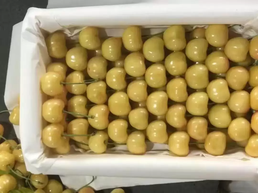 会东网三农：大连樱桃品种推荐，红灯非首选插图2