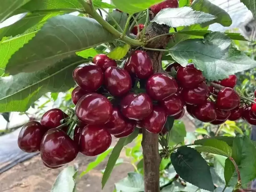 会东网三农：大连樱桃品种推荐，红灯非首选插图3