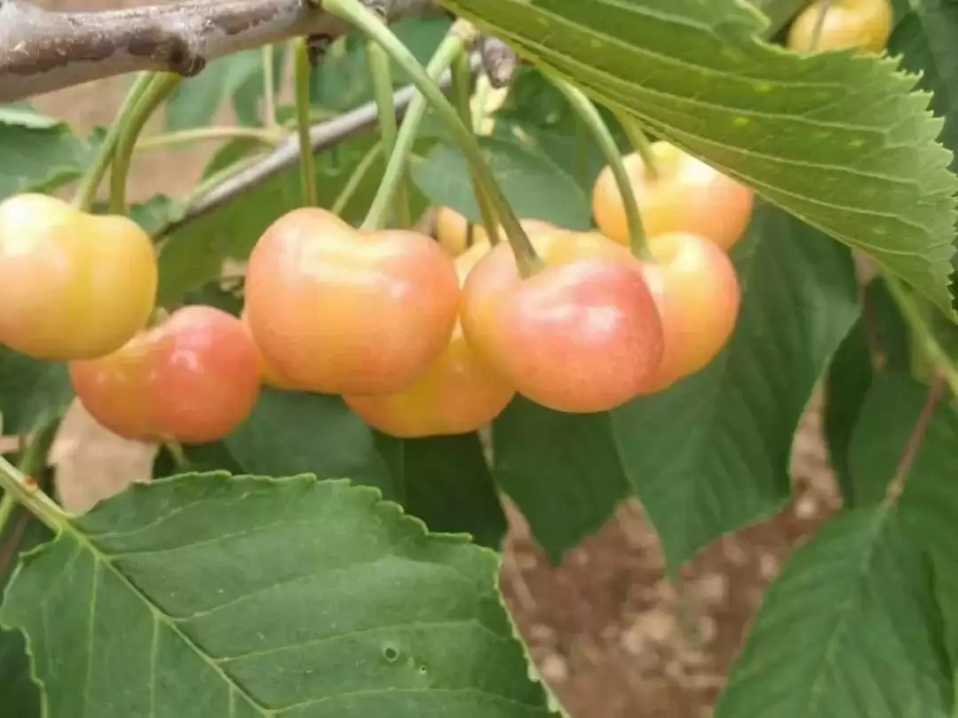 会东网三农：大连樱桃品种推荐，红灯非首选插图5