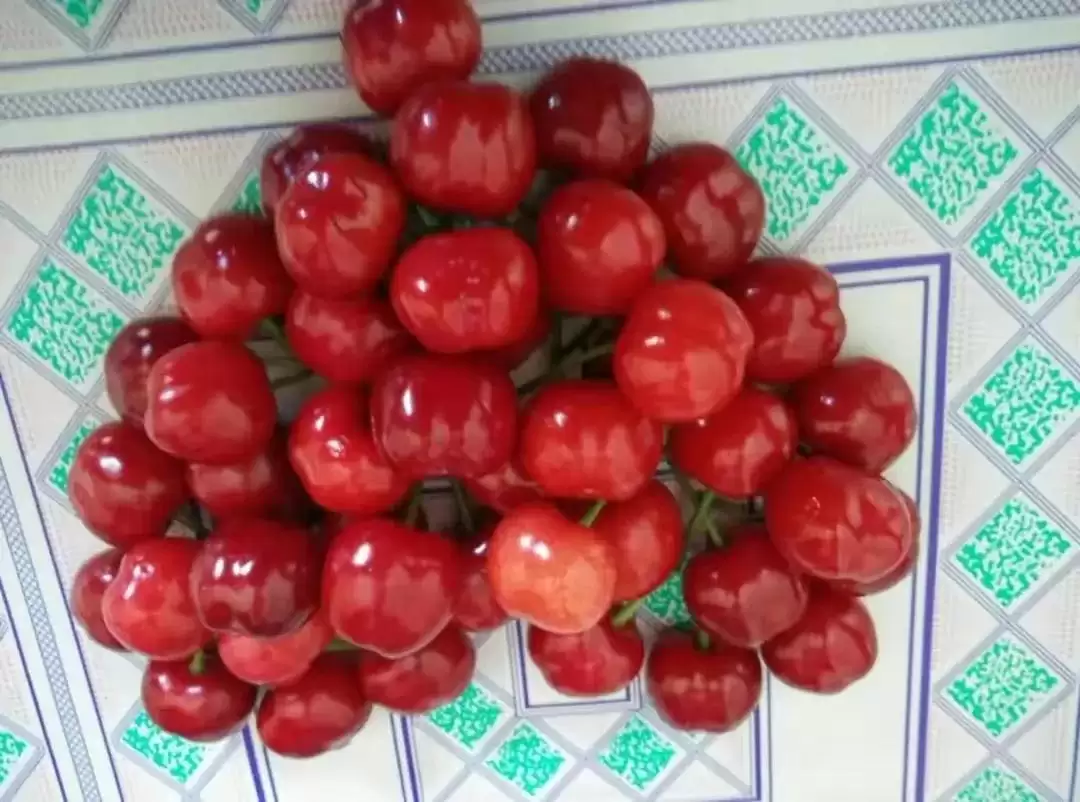 会东网三农：大连樱桃品种推荐，红灯非首选插图1