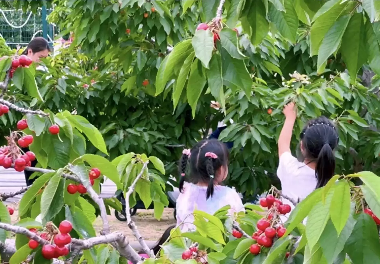会东网三农资讯:京西南樱桃园夜采,乐趣多-会东网