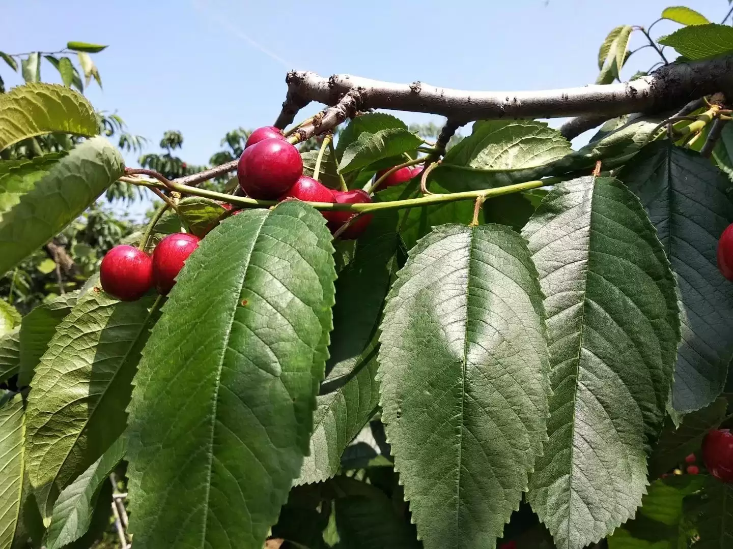 会东网三农:大连樱桃品种推荐,红灯非首选-会东网