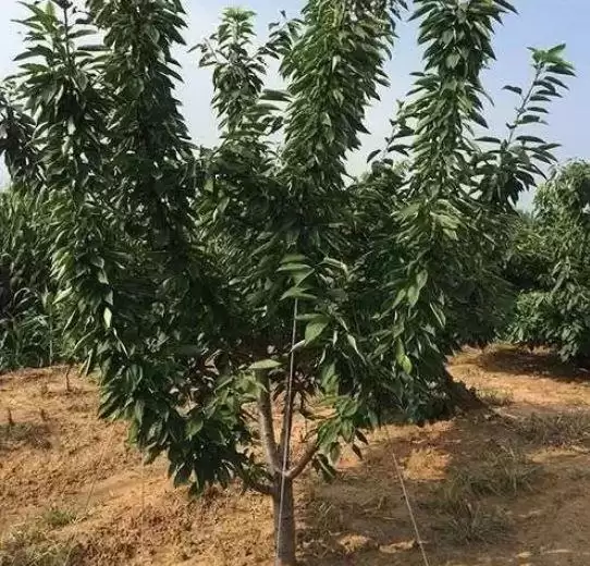 会东网三农：中国樱桃哪家强？产地品鉴插图3