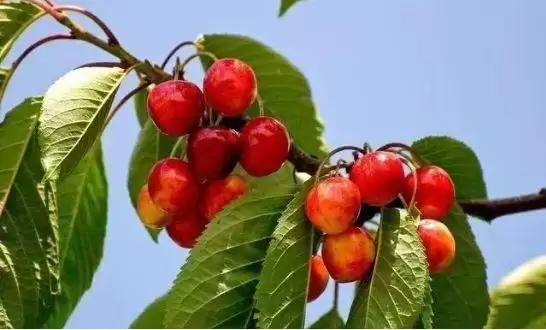 会东网三农：中国樱桃哪家强？产地品鉴插图2