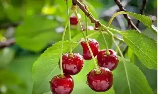 会东网三农：中国樱桃哪家强？产地品鉴插图4